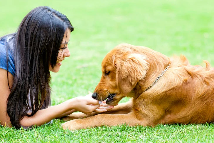 How To Select a Pet Supplement Manufacturer